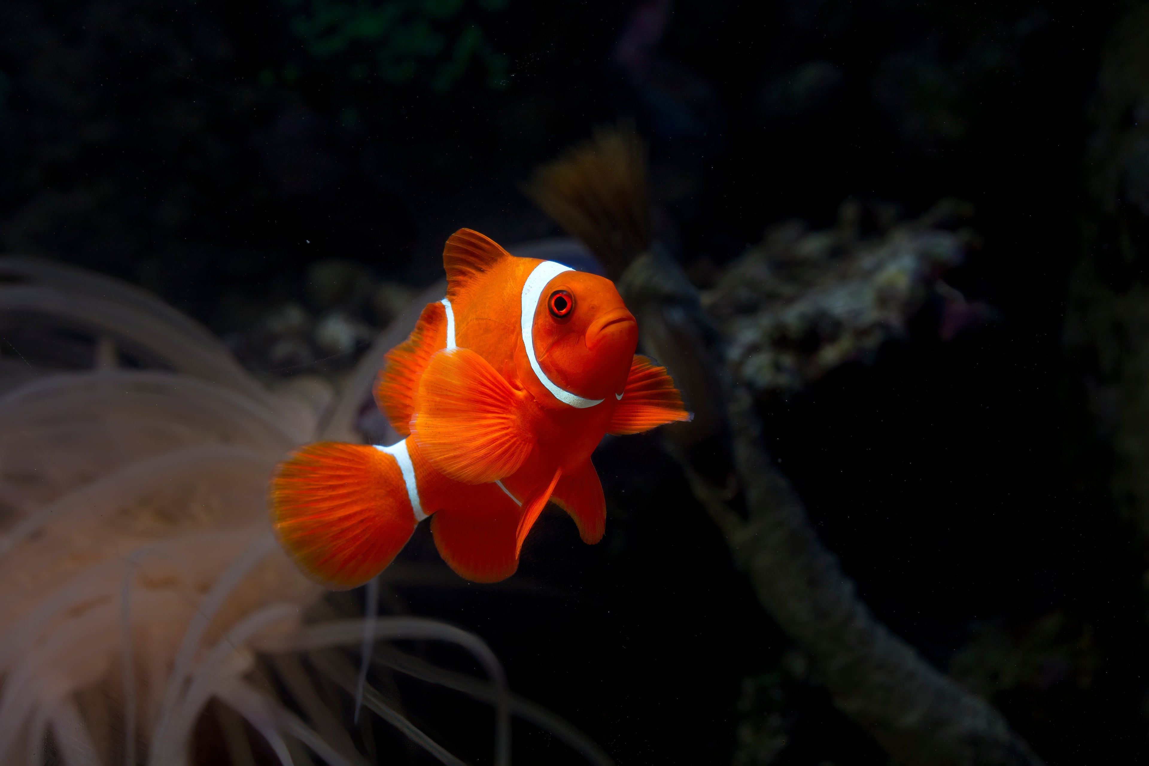Peces