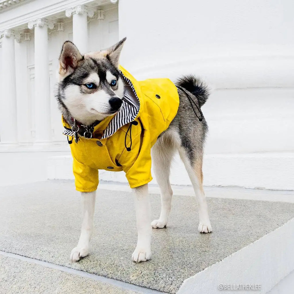 Chubasquero Impermeable de Moda para Perros – Doble Capa con Capucha y Bolsillos | Tallas S a 5XL