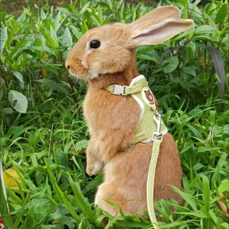 Arnés Chaleco con Correa para Conejos y Gatos — Acolchado y Ajustable