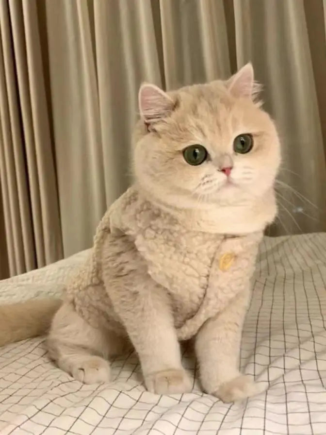 Chaleco de Lana de Cordero para Gatos – Cálido y Suave | Otoño-Invierno
