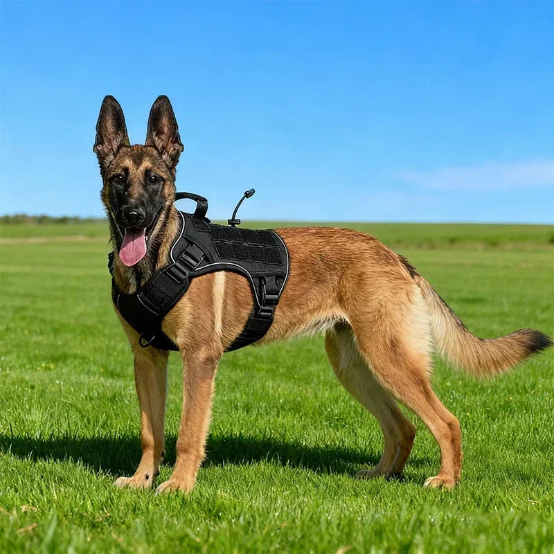 Chaleco Exterior Antisalpicaduras para Perro con Asa — Tallas S a XL