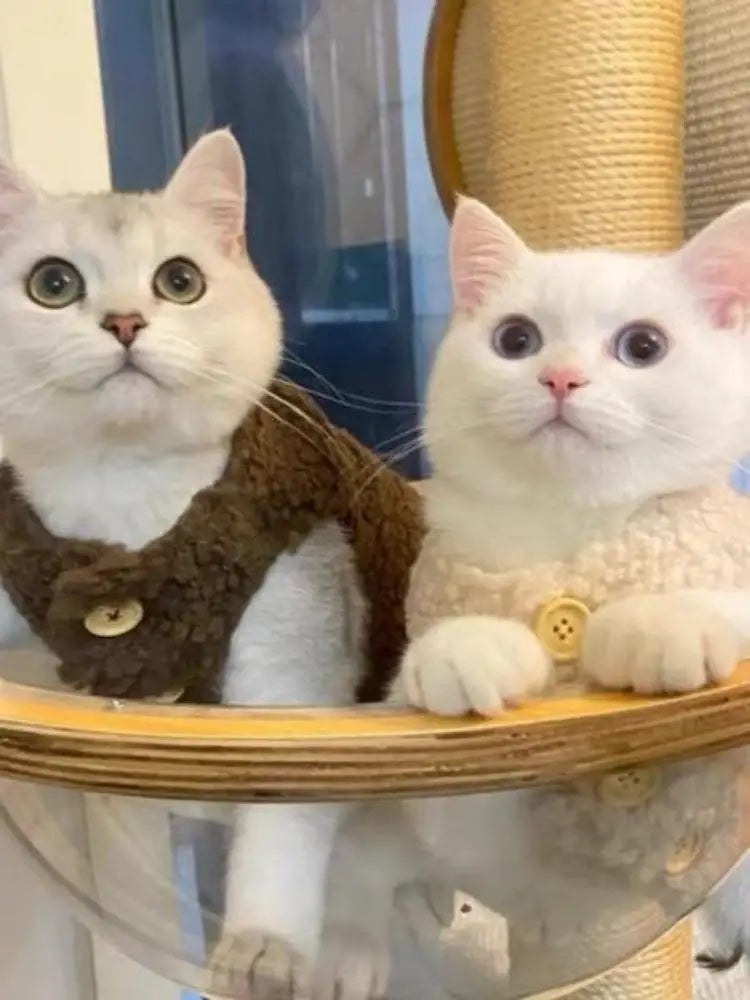 Chaleco de Lana de Cordero para Gatos – Cálido y Suave | Otoño-Invierno