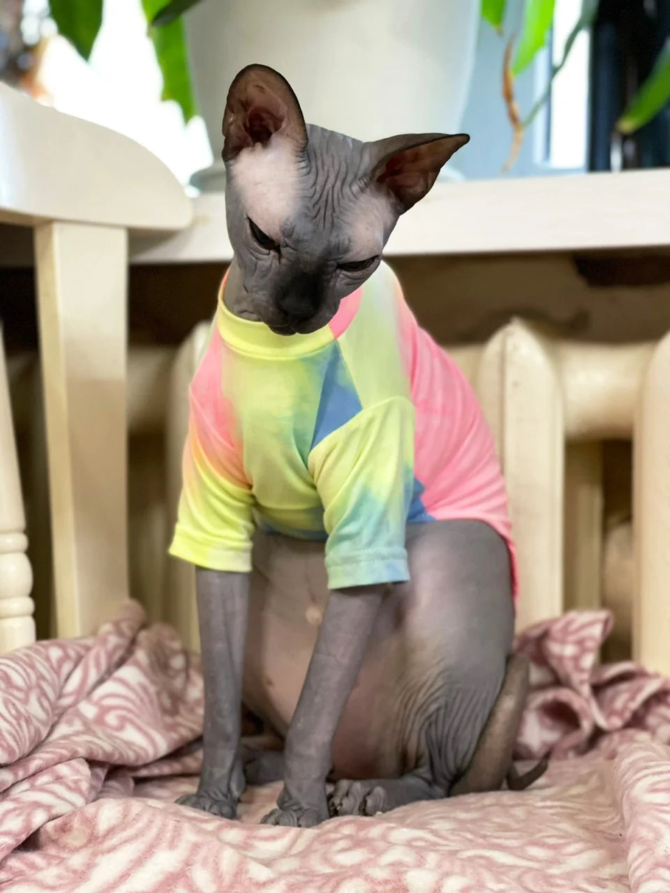 Sphynx Hairless Cat Clothes Deven Breathable T-shirt For Cats Stretch Fabric Clothing For Kitten Pet Shirt Coats For Puppy