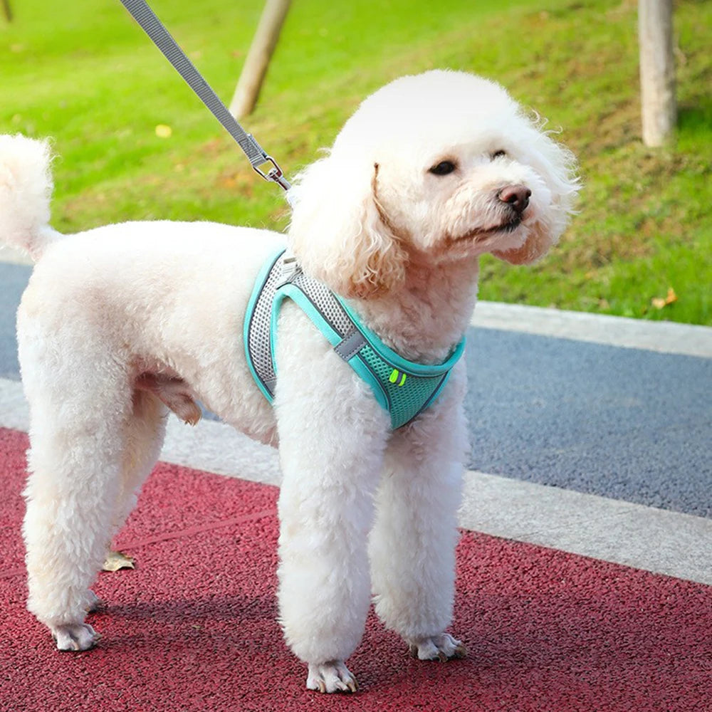 Conjunto Arnés y Correa Reflectante para Perros y Gatos Pequeños y Medianos
