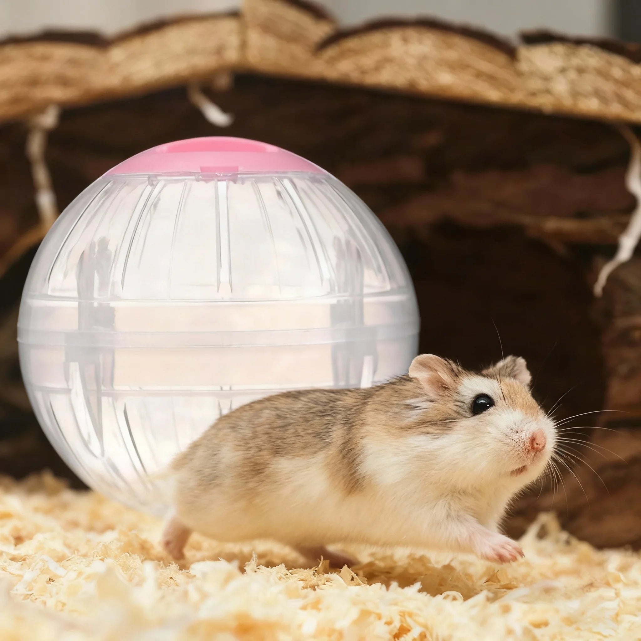 Bola de Ejercicio para Hámsters y Roedores Pequeños - Plástico Seguro 10 cm