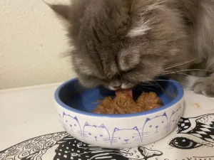 alimentación balanceada gatos
