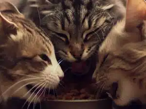 alimentación balanceada para gatos